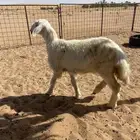 رخل حريه