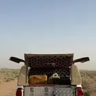 شد طربال هايلكس