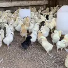 صوص دجاج بلدي