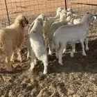 بهم حري