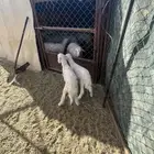 بهم تربيه