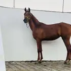 للبيع مهره شعبيه الاب واهو