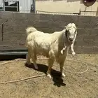 فحل مشروك عارضي مطور