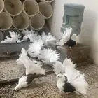 للبيع حمام هولندي مكتف