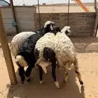 خرفان هجين