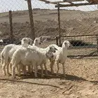 5 رخال و 1 خروف المجموع 6