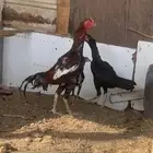 دجاج بكستاني