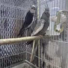 جوز كروان بفروخه