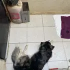 للبيع كلب هاسكي بيور اصيل