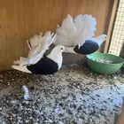 حمام زينه ( تم البيع )