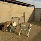 3- سواكن مرابي 3 شهور وعليها