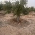 اشجار زيتون