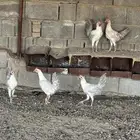 ديوك فيومي المنيوم