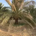 جثايث سكري وخلاص