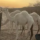 عشرا للبيع رمانيه