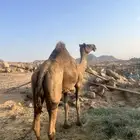 ناقه