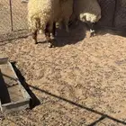 نعيم