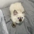 قطط كيتن للبيع