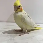 كروان فرخ