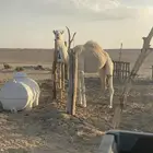 بكره لحالها عمرها اربع سنين