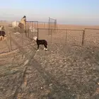 داغور نجدي (( تم البيع ))