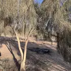 للبيع شجر غضى وسدر بلدي احجام كبيره 6 متر و4 متر