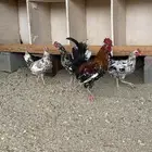 ديك و3 دجاج ماكنتوش