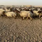 غنم نعيم مراح العدد 400