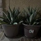 شجر صبار زينه