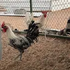 ديك فيومي شبابي دم صافي
