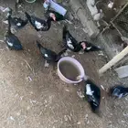 بط مصري