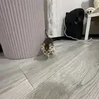 قطط سكوتش
