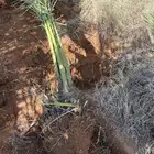 نقايل سكري للبيع