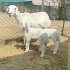 حريه
