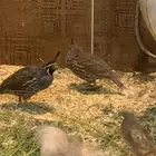 زوج كليفورنيا