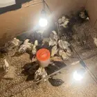 صوص بلدي(( للبيع))