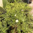 اي شتله من المعروضات ب 3 ريال ونص يابلاش الحق الحق