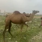 بكره ساحلية