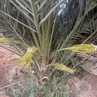نخيل مثمر للبيع مع التوصيل والغرس بالموقع