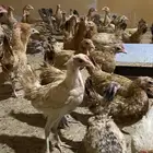دجاج بلدي