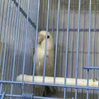 للبيع روز صحة ونظافة انتاج البلد وعلبة حجل احتمال كبير انثة