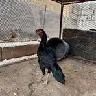 دجاجه سنديه