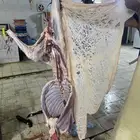 سواكن حمري تربيه فل شحم ولحم ماشالله تبارك الله