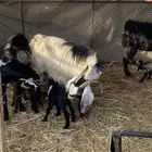 معزا خلفات. تم البيع