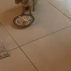 قطة للتبني عمرها 6