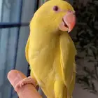 للبيع دره