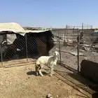 رخل حريه الحد ( 1170 ) تم البيع