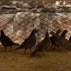 سمان كاليفورنيا (تم البيع)