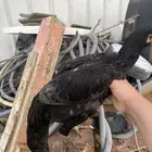 للبيع ذكر سندي