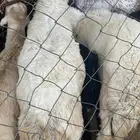 خرفان نظيفه سمينه